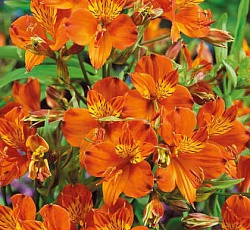 Альстромерия (золотистая) - Орандж Кинг