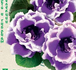 Глоксиния Брокада синяя с белым F1