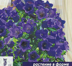 Колокольчик Эппил средний Темно-синий F1