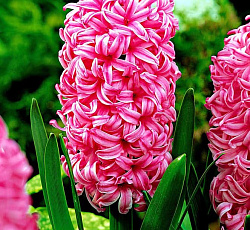 Гиацинт (садовый) - Чайна Пинк