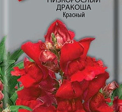 Львиный зев (Антирринум) низкорослый Дракоша Красный