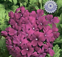 Вербена Кварц Бордо