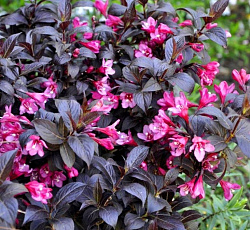 Вейгела (цветущая) - Минор Блэк