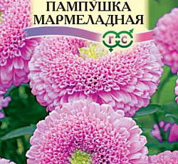 Астра Пампушка Мармеладная