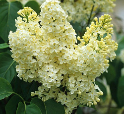 Сирень обыкновенная - Праймроуз