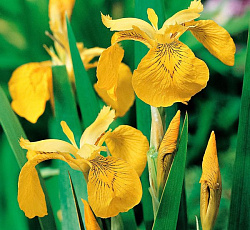 Ирис болотный Желтый флаг