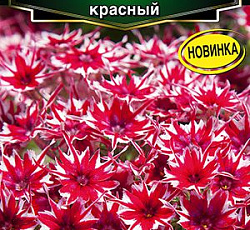 Флокс друммонда Попстарс красный F1