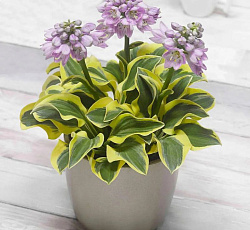 Хоста (гибридная) - Майти Маус (Люкс)