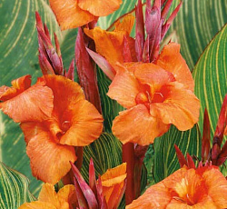 Канна (пестролистная) - Стриата