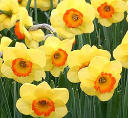 Нарцисс (крупнокорончатый) - Санлавэ