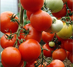 Томат Летний Сад F1