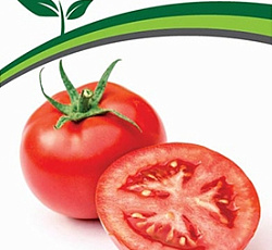 Томат Лирика F1