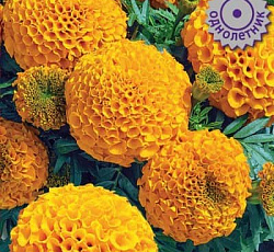 Бархатцы прямостоячие Антигуа Оранж