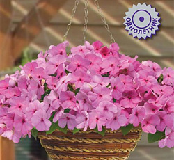 Бальзамин Бикон Лайт Пинк