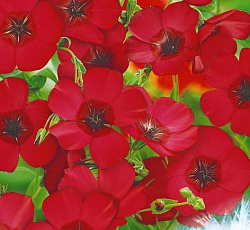 Лен Рубрум крупноцветковый