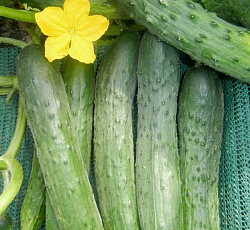 Огурец Зозуля F1