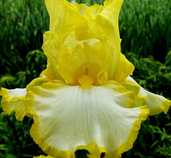 Ирис (бородатый) - Бёртуисл