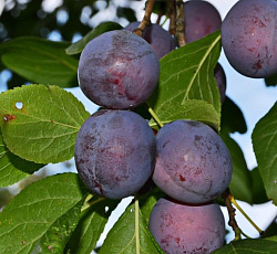 Слива - Ренклод советский