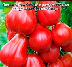 Томат Малиновый силач