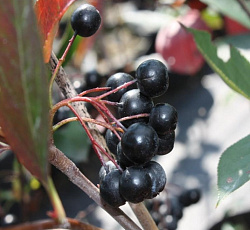 Арония (черноплодная) - Хугин
