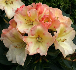 Рододендрон (гибридный) - Саффрано