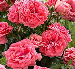 Роза (флорибунда) - Кимоно