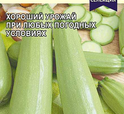 Кабачок Белуха