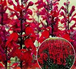 Лобелия Квин Виктория