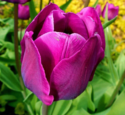 Тюльпан (Многоцветковый) - Пепл Букет