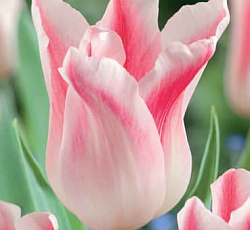 Тюльпан (Лилиецветный) - Холланд Шик