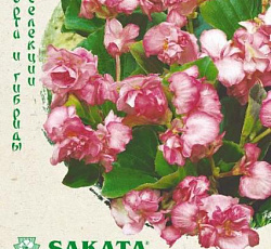 Бегония вечноцветущая Королева розовая F1