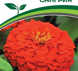 Цинния георгиновидная "Сочные тропики" F1 Сангрия