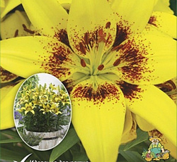 Лилия (азиатская горшечная) - Жуан-Песоа