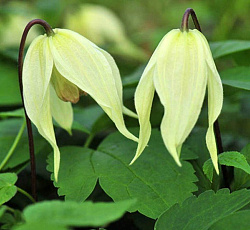 Клематис (ботанический княжики) - Лемон Бьюти (Люкс)