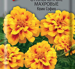 Бархатцы отклоненные махровые Квин София