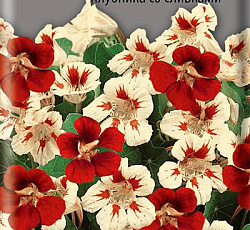 Настурция низкорослая Клубника со сливками