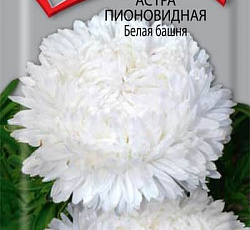 Астра Пионовидная Белая башня
