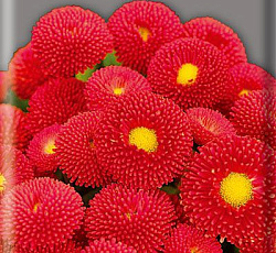 Маргаритка Тассо Ред