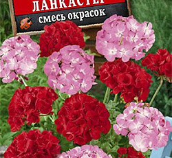 Пеларгония зональная Дансер F2 Ланкастер (смесь окрасок)