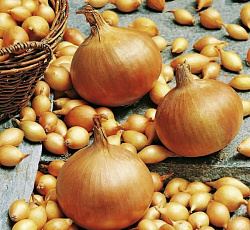 Лук-севок Стурон