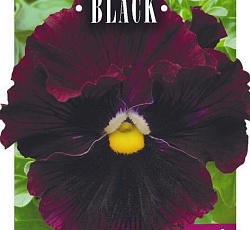 Виола Виттрока Махровое Кружево бургунди F1