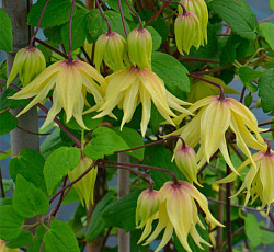 Клематис (ботанический) - Голден Дрим (Люкс)