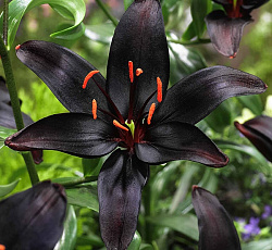 Лилия (азиатская) - Куин ов Найт