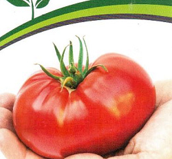 Томат Гордость застолья F1
