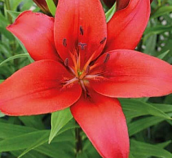 Лилия (азиатская) - Родилана
