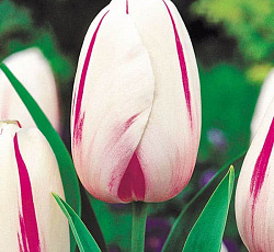 Тюльпан (Российский Гигант) - Витус Беринг
