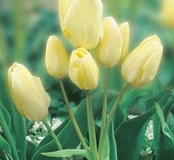Тюльпан (Многоцветковый) - Х.Д. Геншер