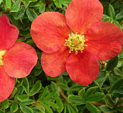 Лапчатка (кустарниковая) - Мэрион Ред Робин