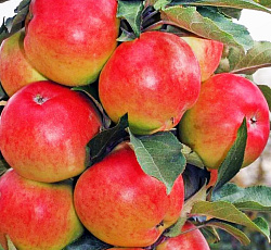 Яблоня (колонновидная) - Джин