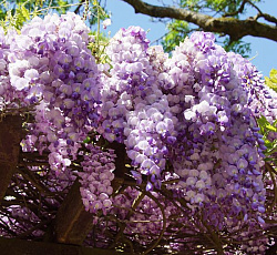 Глициния обильноцветущая Лиловая сказка Фуджи